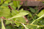 White panicle aster